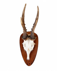 Real Roe Deer Trophy