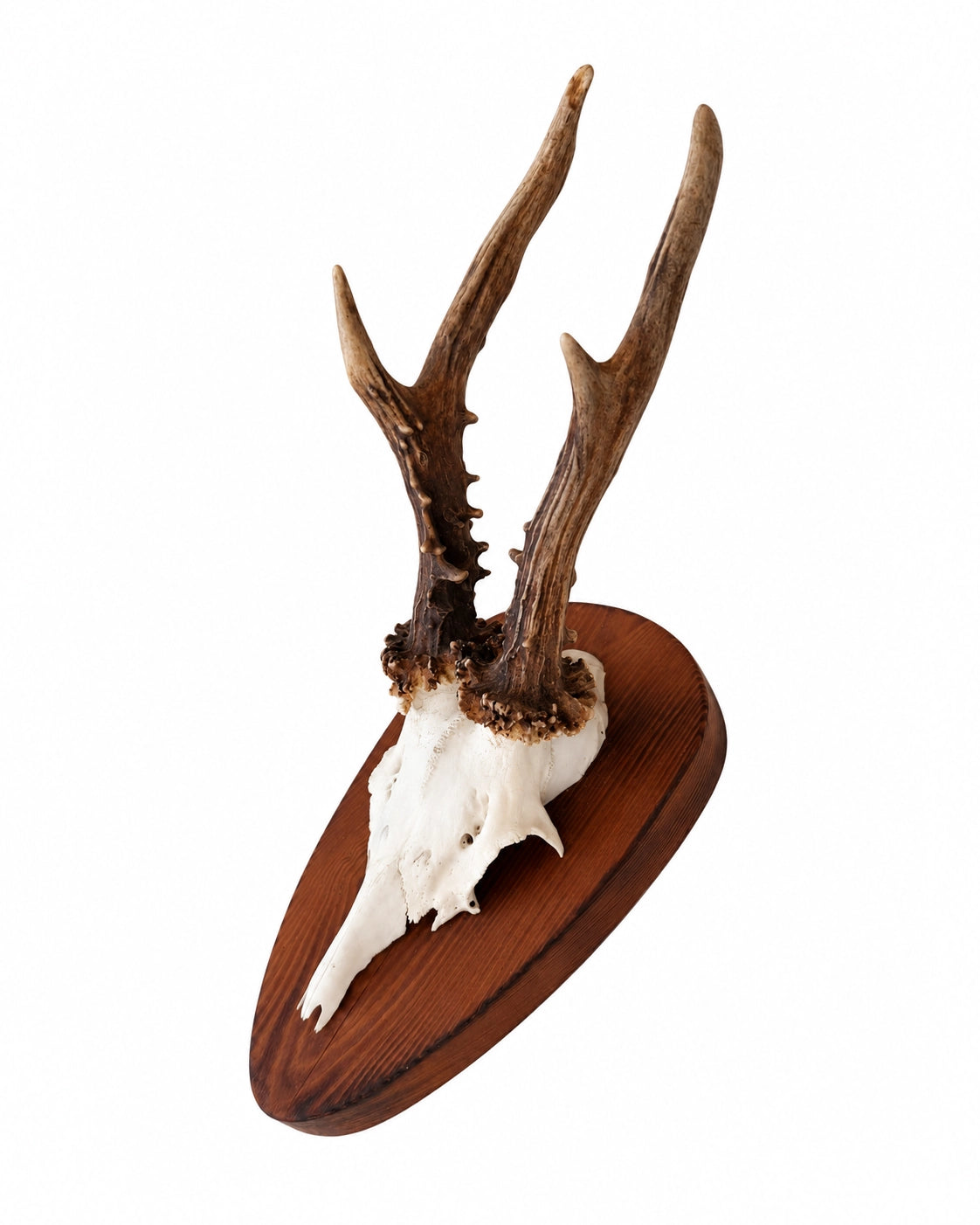 Real Roe Deer Trophy
