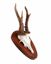 Real Roe Deer Trophy