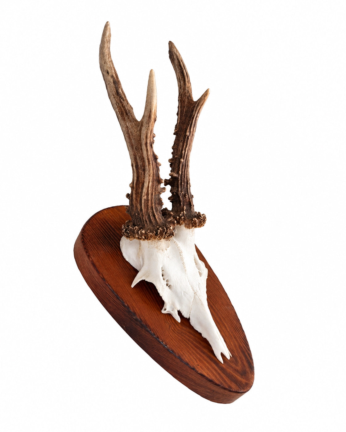 Real Roe Deer Trophy