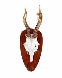 Real Roe Buck Trophy
