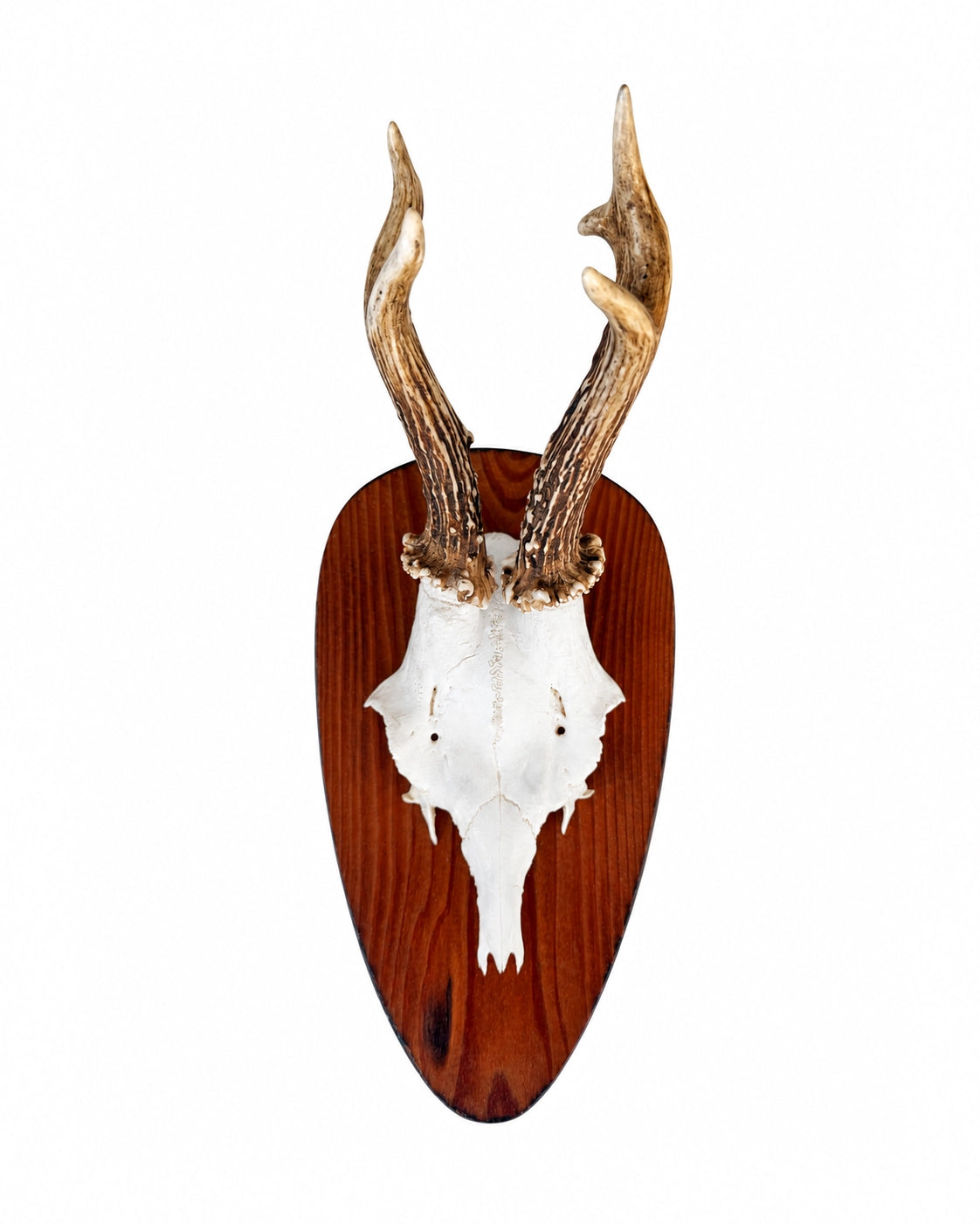 Real Roe Buck Trophy