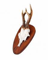 Real Roe Buck Trophy