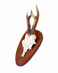 Real Roe Buck Trophy