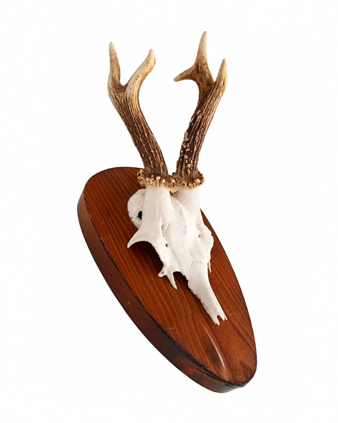 Real Roe Buck Trophy
