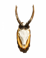 Echte Rehbock Trophäe