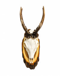 Echte Rehbock Trophäe