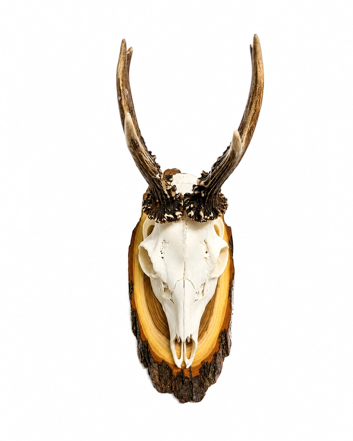 Echte Rehbock Trophäe
