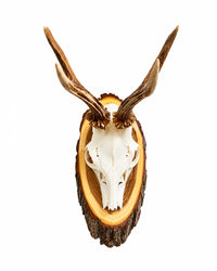 Echte Rehbock Trophäe