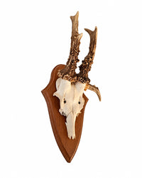 Echte Rehbock Trophäe