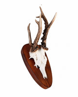 Genuine Roe Buck Abnormal Trophy