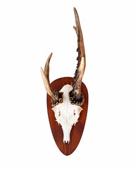 Genuine Roe Buck Abnormal Trophy