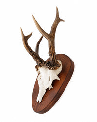Genuine Roe Buck Abnormal Trophy