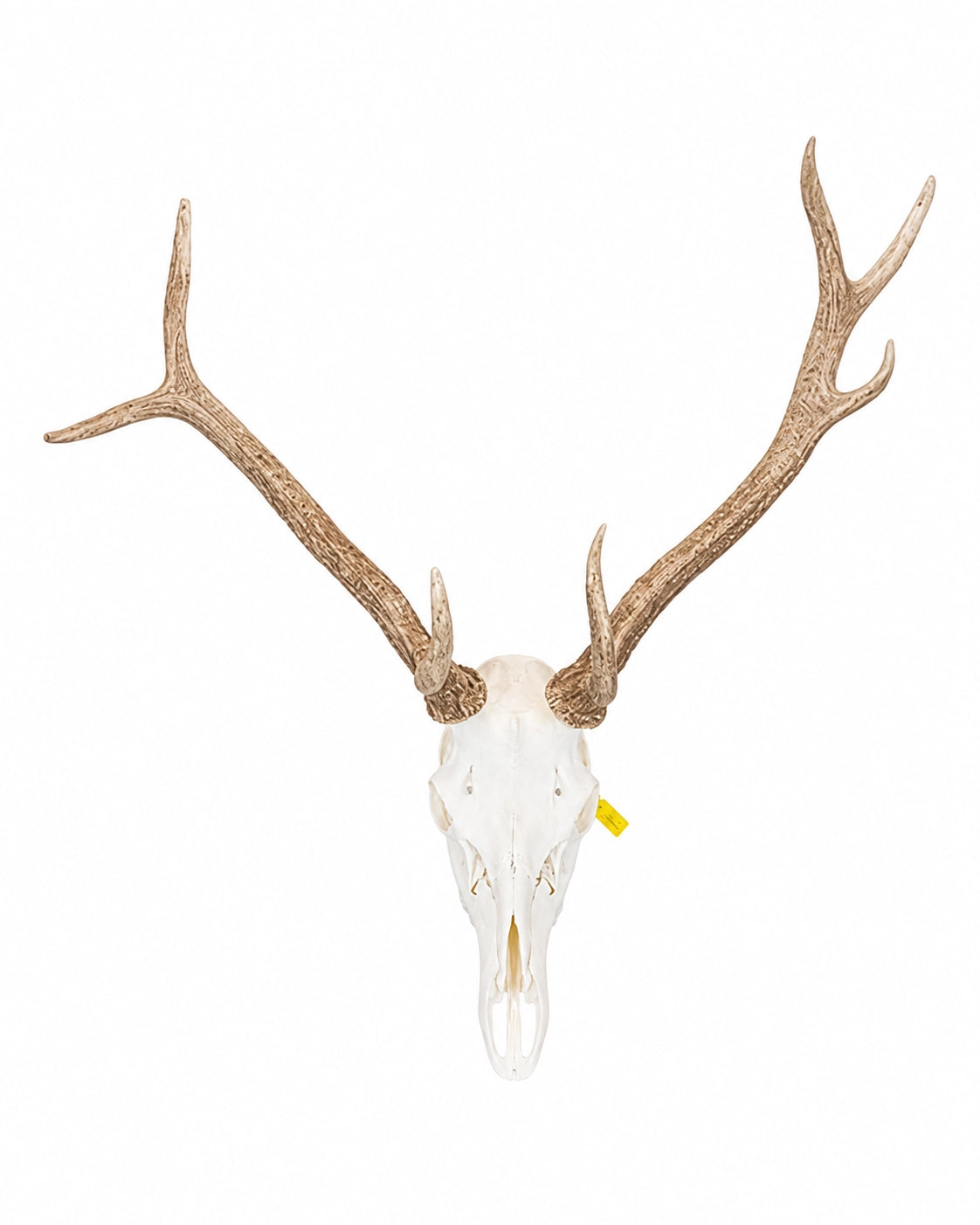 Véritable crâne de cerf élaphe