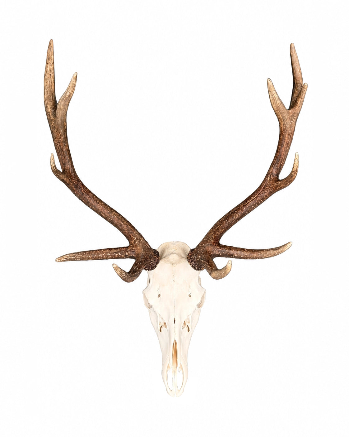 Real Red Deer Skulls
