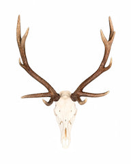 Véritables crânes de cerf élaphe