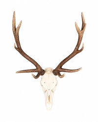 Véritables crânes de cerf élaphe