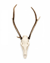 Original Rothirsch Trophäe mit Schädel und Geweih für Jagdzimmer und Naturkundesammlungen.