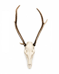 Original Rothirsch Trophäe mit Schädel und Geweih für Jagdzimmer und Naturkundesammlungen.