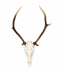 Hochwertiger Rothirsch Schädel (Cervus elaphus) mit natürlichem Geweih bei SwissSkulls.