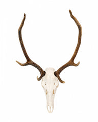 Rothirsch Trophäe mit vollständigem Schädel und beeindruckender Geweihstruktur.