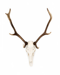 Natürlicher Rothirsch Schädel mit Geweih als hochwertige Jagdtrophäe und Sammlerstück.