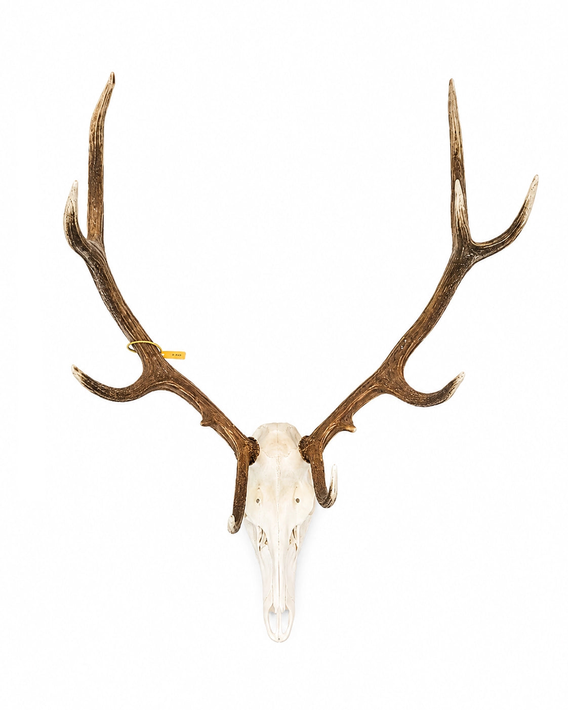Echter Rothirsch Schädel mit imposantem Geweih (Cervus elaphus) bei SwissSkulls.