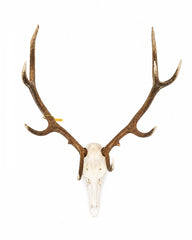 Echter Rothirsch Schädel mit imposantem Geweih (Cervus elaphus) bei SwissSkulls.