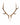 Echter Rothirsch Schädel mit imposantem Geweih (Cervus elaphus) bei SwissSkulls.