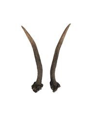 Echte Rothirsch Spiesserpaar