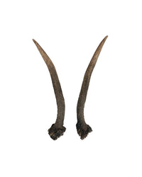 Echte Rothirsch Spiesserpaar