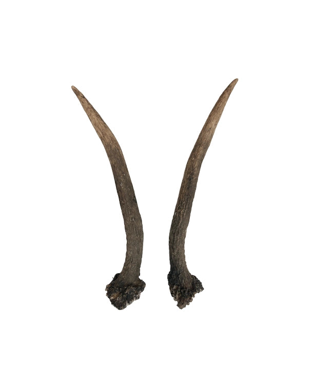 Echte Rothirsch Spiesserpaar