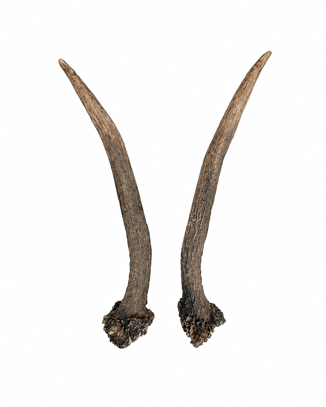 Véritable paire d'éperons de cuisse de cerf élaphe