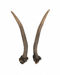 Echte Rothirsch Spiesserpaar