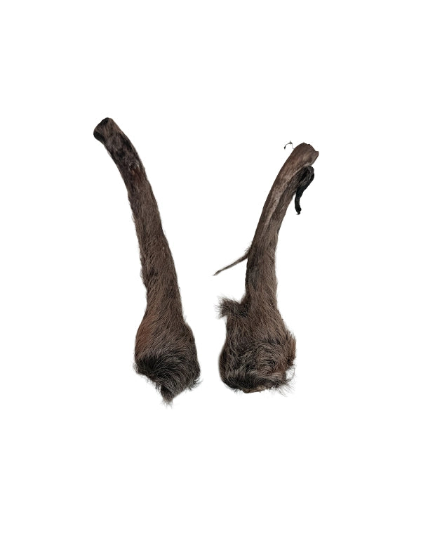 Echte Rothirsch Spiesserpaar im Bast