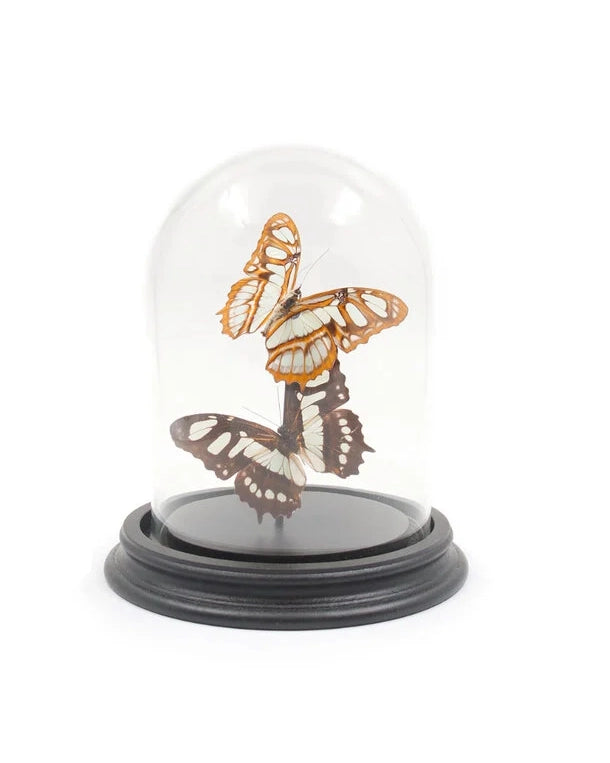 Präparat mit zwei Schmetterlingen der Art Siproeta stelenes (Gemeiner Malachitfalter) in einer eleganten Glaskuppel, sorgfältig arrangiert zur Präsentation der leuchtend grün-schwarzen Flügelmuster.