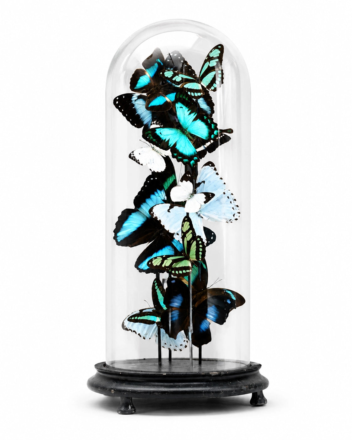 Real butterflies (in glass dome) 