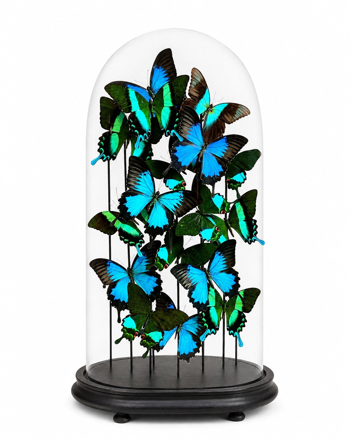 De vrais papillons (sous dôme de verre) 