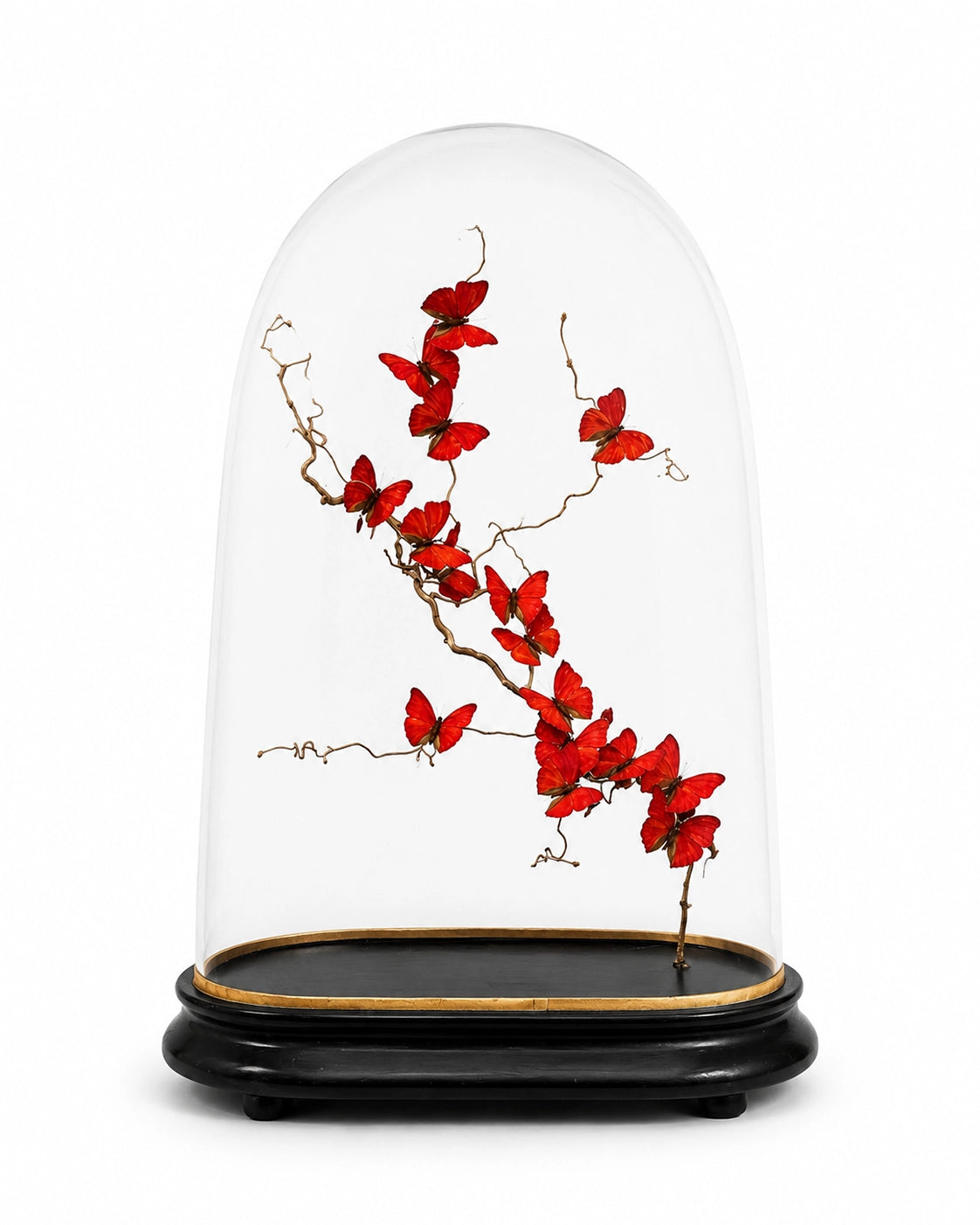 De vrais papillons (sous dôme de verre) 