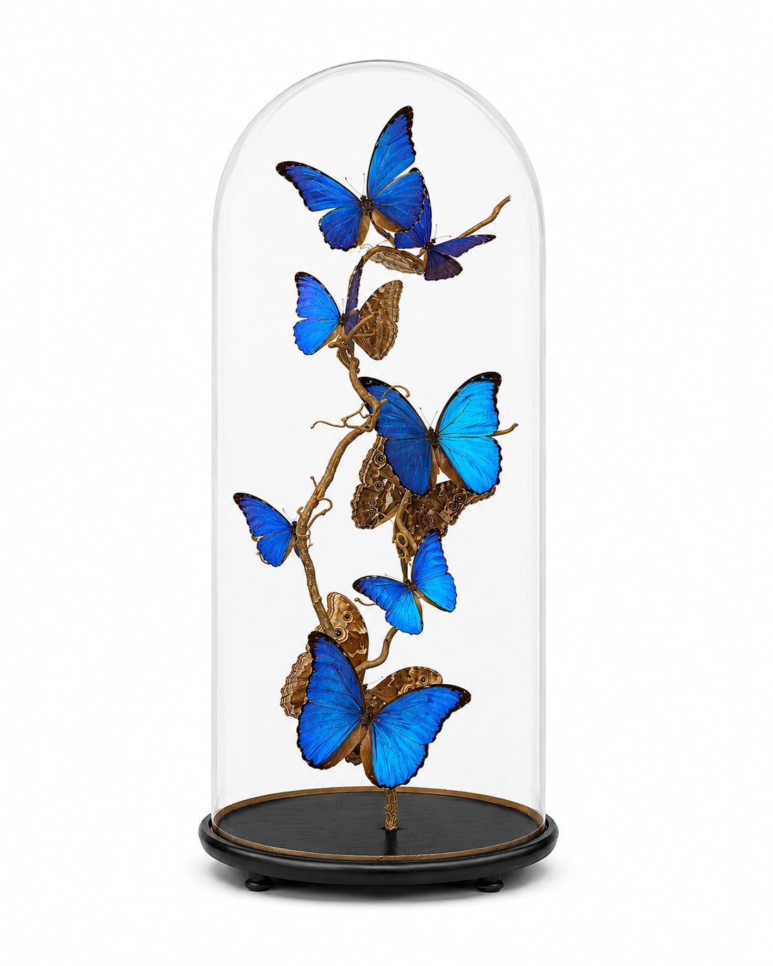 De vrais papillons (sous dôme de verre) 