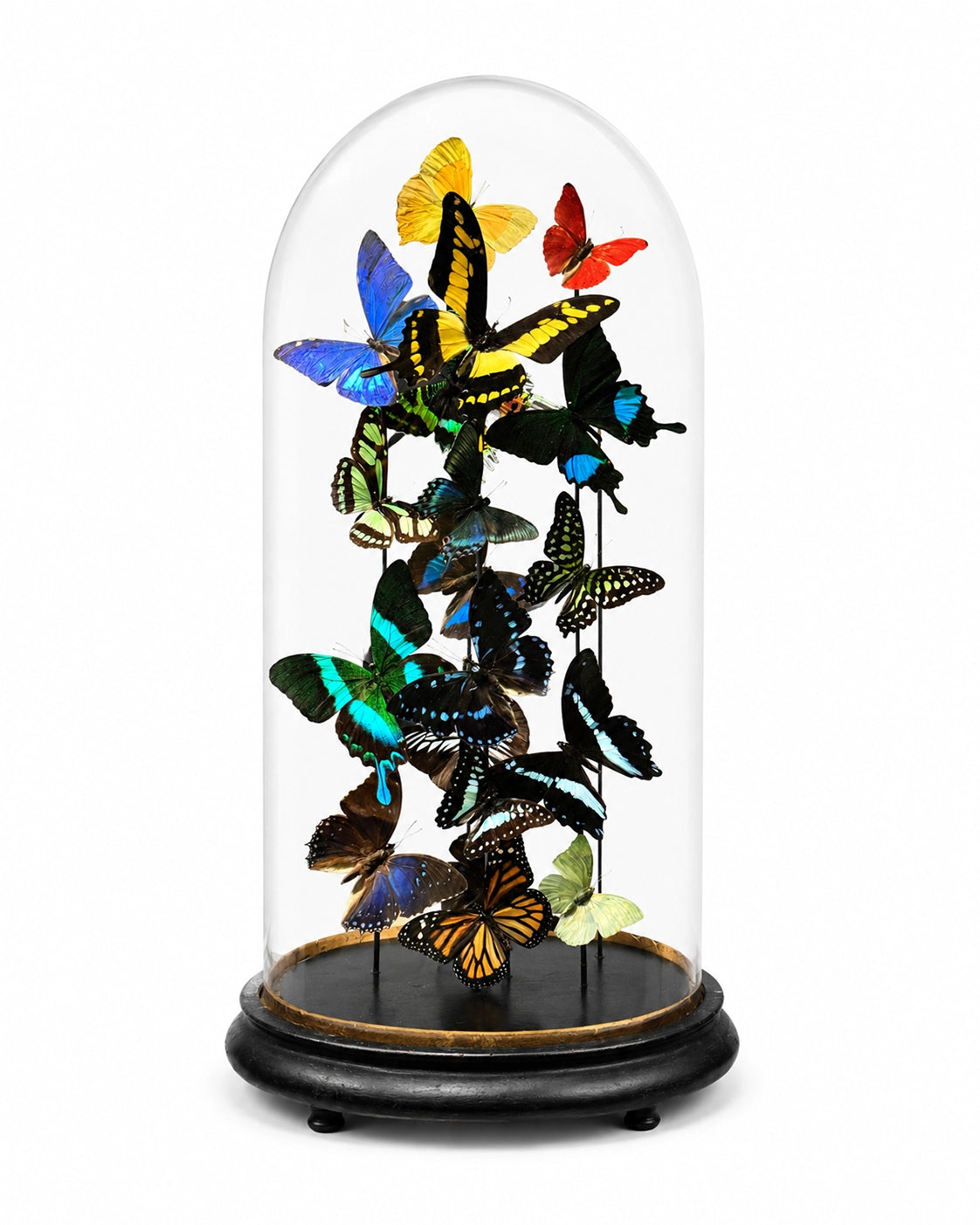 De vrais papillons (sous dôme de verre) 