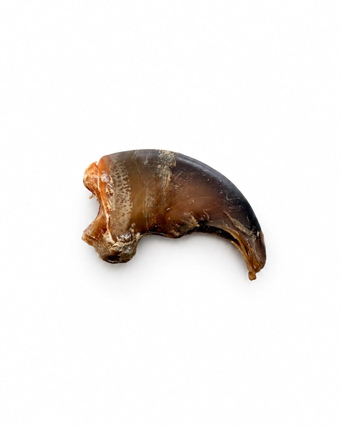 Echte Schwarzbären Kralle
