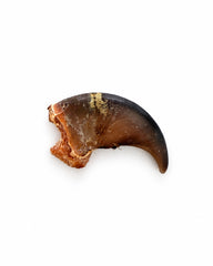Echte Schwarzbären Kralle