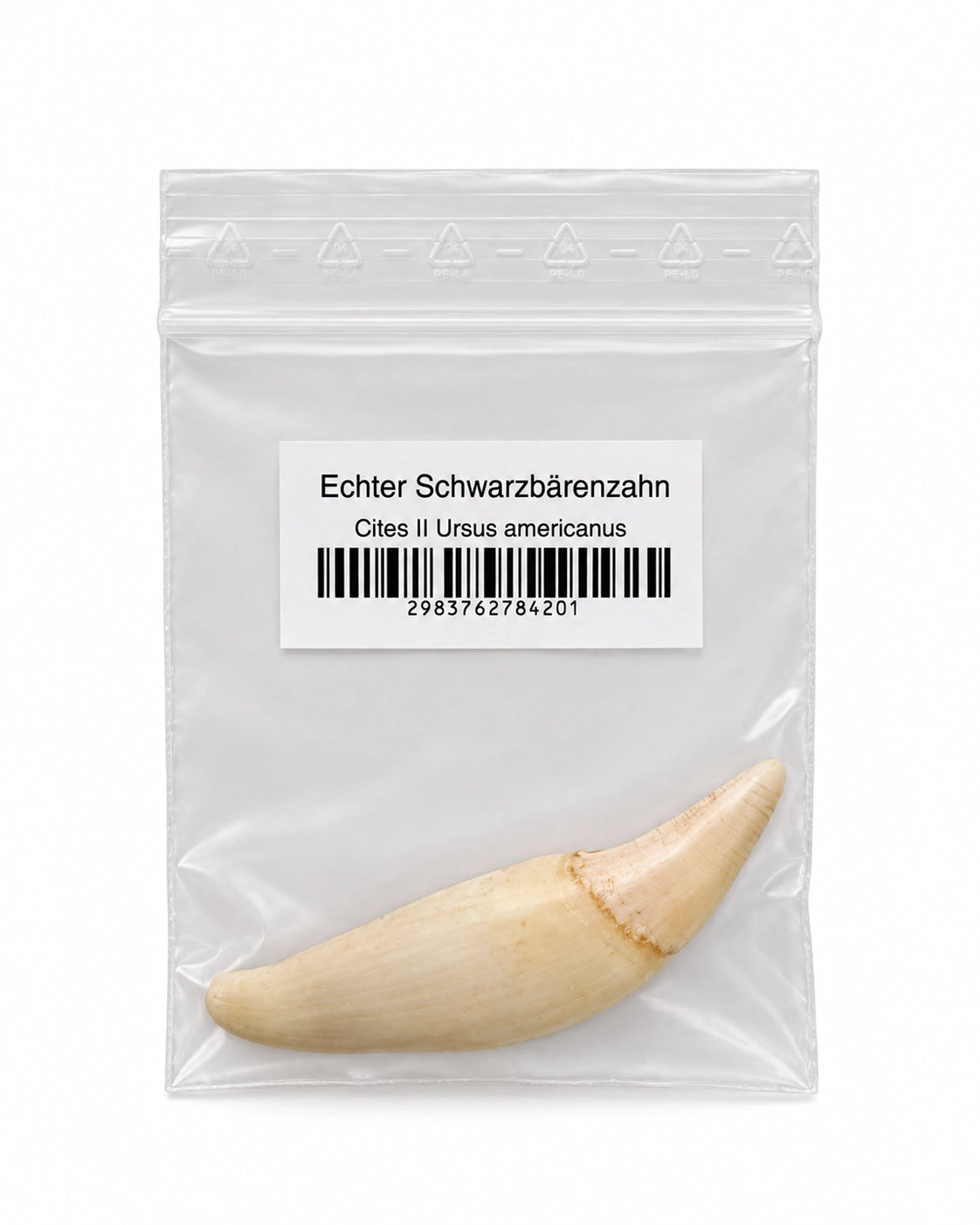 Echter Schwarzbärenzahn