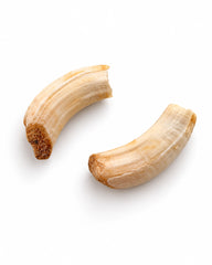 Echte Schweinezähne