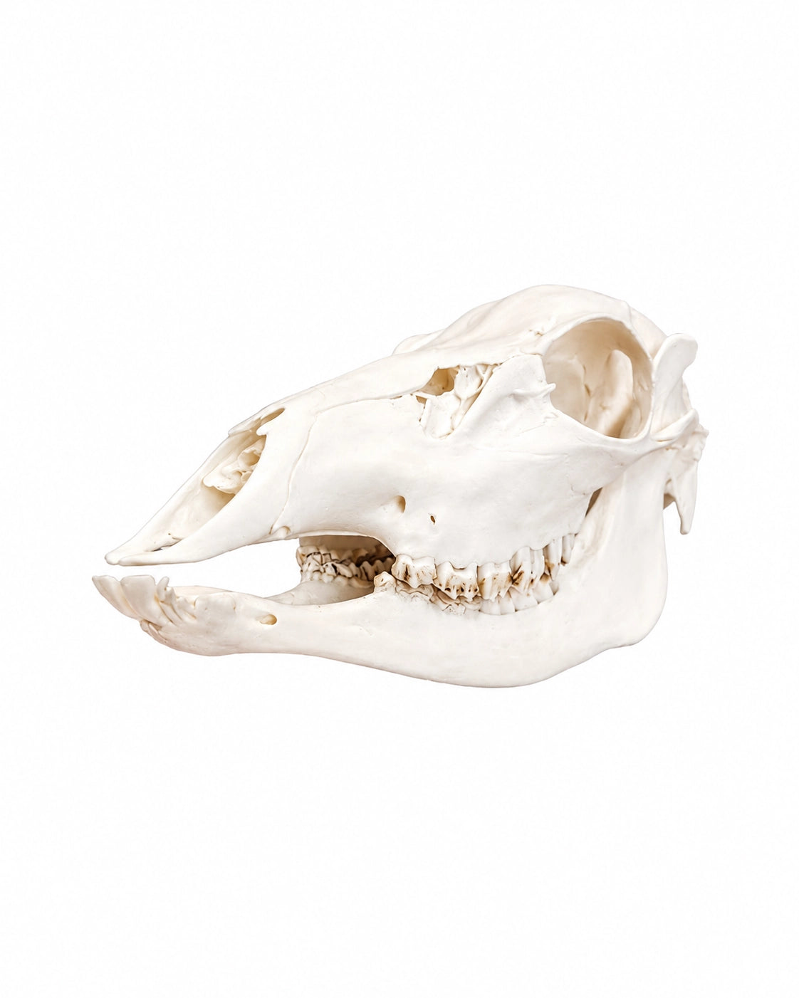 Echter Sikahirsch-Kuh Schädel kaufen bei SWISskulls