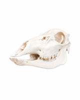 Echter Sikahirsch-Kuh Schädel kaufen bei SWISskulls