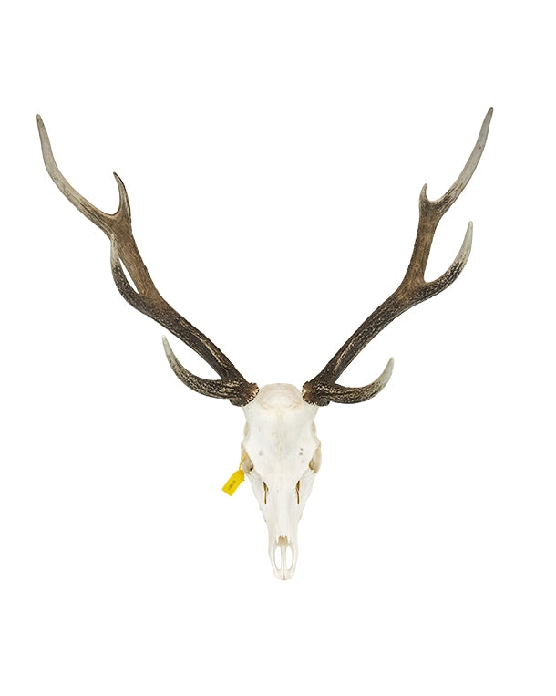 Echte Sikahirsch Schädel