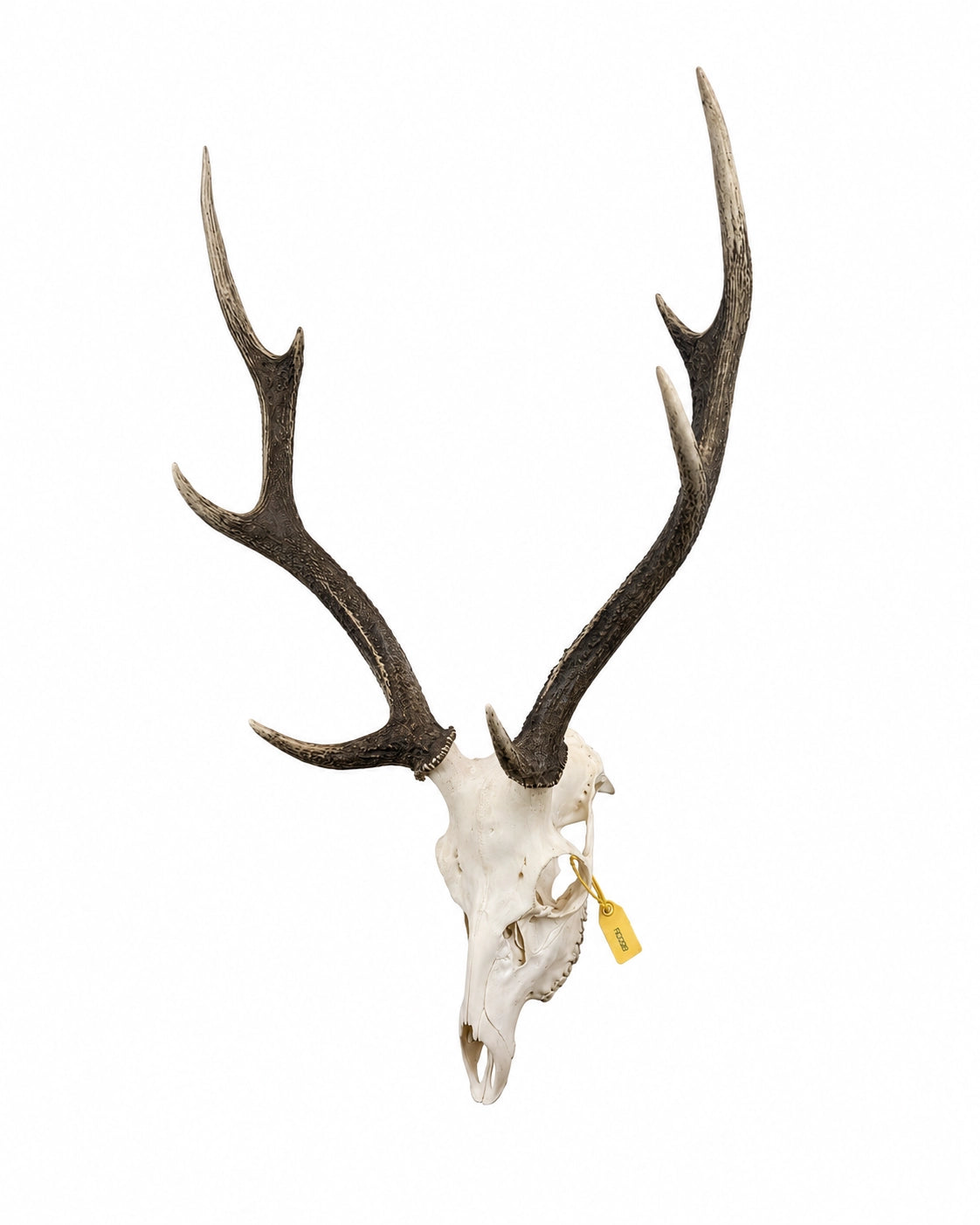 Echter Sikahirsch Schädel kaufen bei SWISSskulls