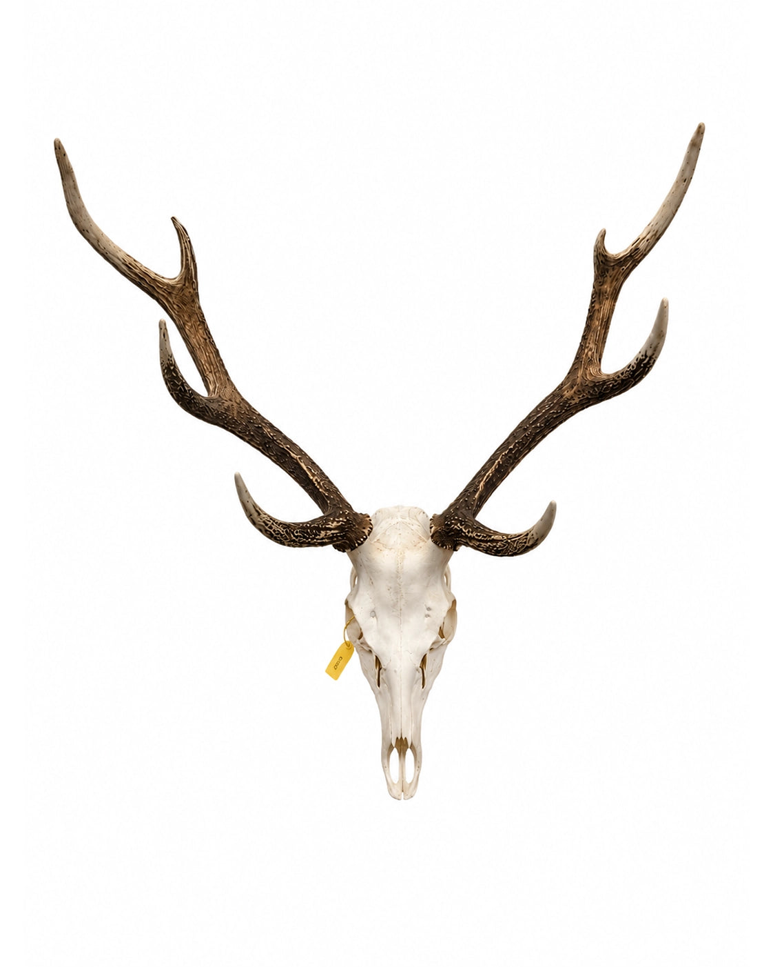 Real Sika Deer Skull